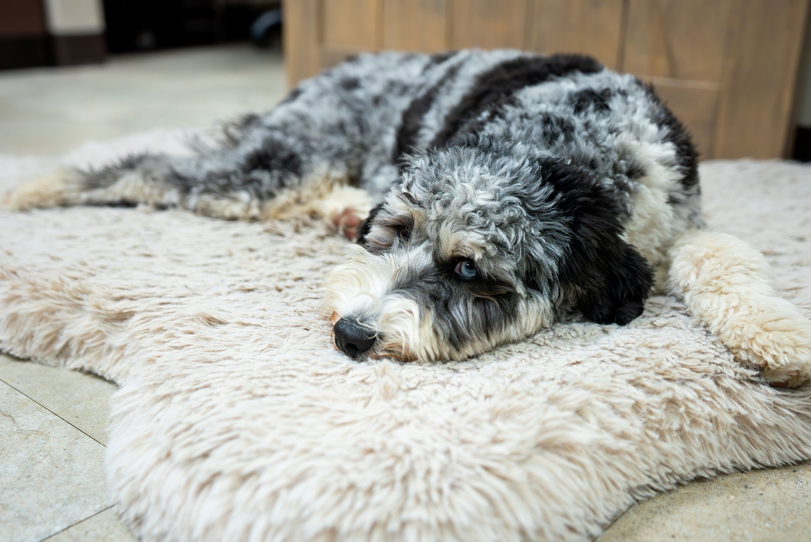 dog watching and caring for dental patient within the dental center